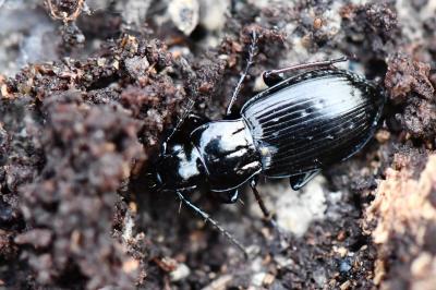 <i>Pterostichus oblongopunctatus</i>
