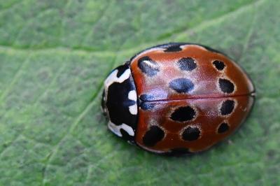 <i>Anatis ocellata</i>