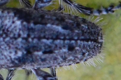 <i>Pogonocherus caroli</i>