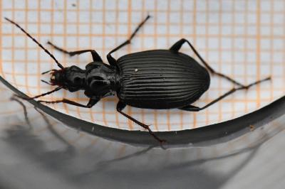 <i>Platynus assimilis</i>