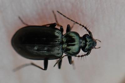 <i>Loricera pilicornis</i>