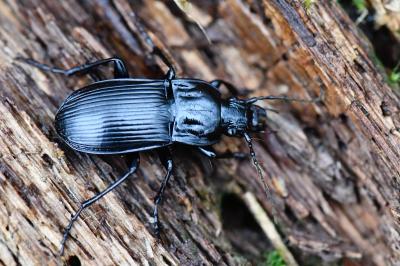 <i>Abax parallelepipedus</i>