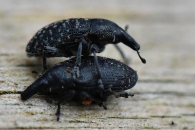 <i>Larinus turbinatus</i>