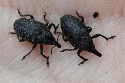 <i>Larinus turbinatus</i>