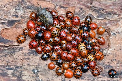 <i>Harmonia axyridis</i>