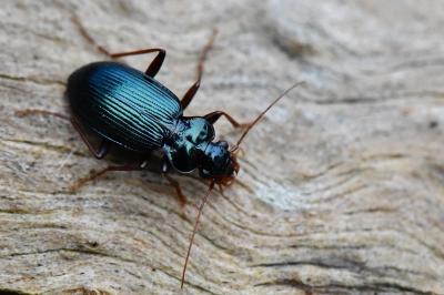 Leistus spinibarbis