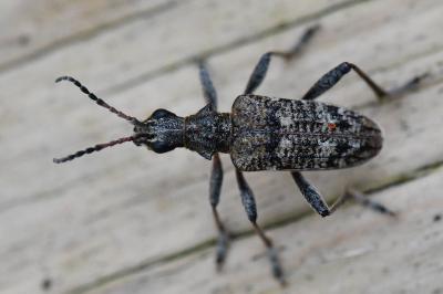 <i>Rhagium inquisitor</i>