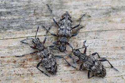 <i>Rhagium inquisitor</i>
