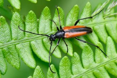 <i>Stenurella melanura</i>