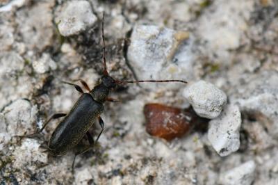 <i>Grammoptera ruficornis</i>
