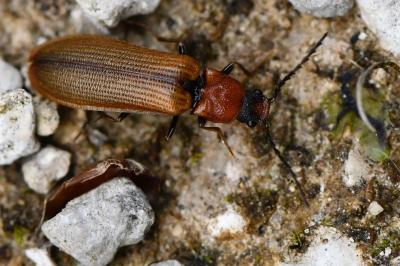 <i>Denticollis linearis</i>