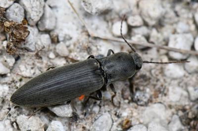 <i>Agriotes pilosellus</i>
