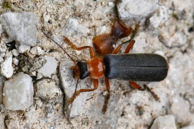 <i>Cantharis pellucida</i>