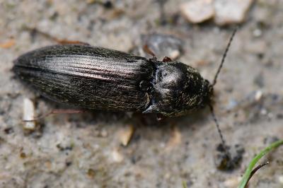 <i>Paraphotistus nigricornis</i>