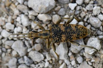 <i>Rhagium sycophanta</i>