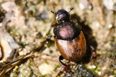 <i>Onthophagus coenobita</i>