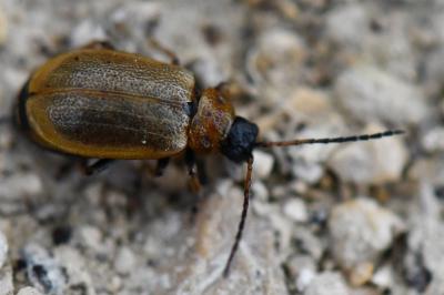 <i>Lochmaea capreae</i>