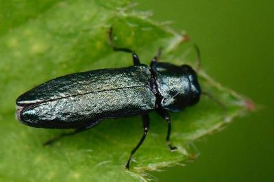 <i>Agrilus cyanescens</i>