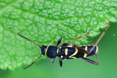 Clytus arietis