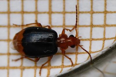 <i>Lebia marginata</i>