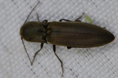 <i>Agriotes pilosellus</i>