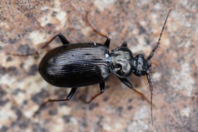 <i>Loricera pilicornis</i>