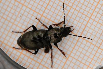 <i>Pterostichus oblongopunctatus</i>