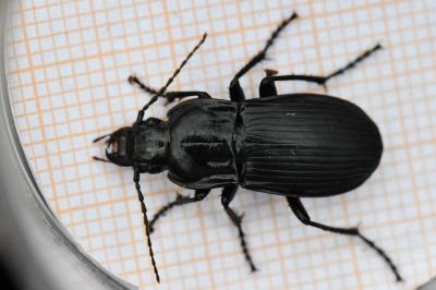 <i>Abax parallelepipedus</i>
