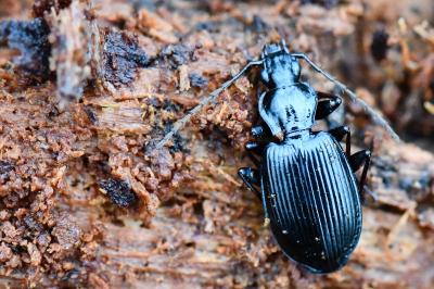 <i>Platynus assimilis</i>