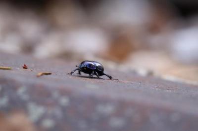 <i>Anoplotrupes stercorosus</i>
