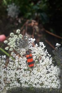 <i>Trichodes apiarius</i>