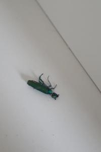 Mouche d'Espagne 