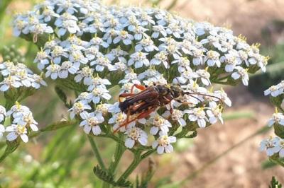<i>Stenopterus rufus</i>