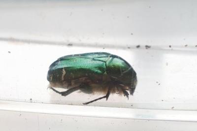 <i>Cetonia aurata</i>