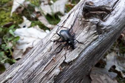 <i>Calosoma inquisitor</i>