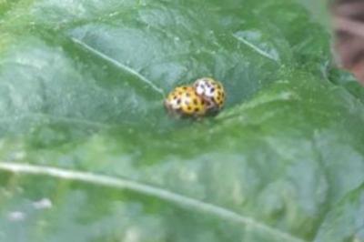 <i>Psyllobora vigintiduopunctata</i>