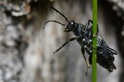 <i>Stictoleptura scutellata</i>