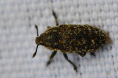 <i>Rhinocyllus conicus</i>