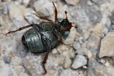 <i>Hoplia philanthus</i>