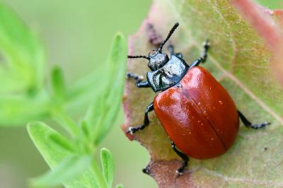 <i>Chrysomela populi</i>
