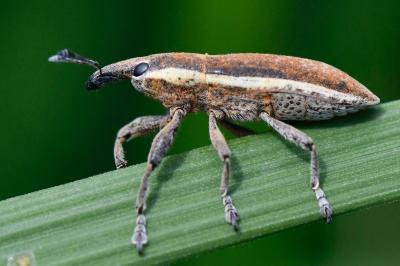 <i>Lixus ochraceus</i>