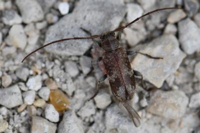 <i>Exocentrus adspersus</i>
