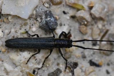 <i>Calamobius filum</i>