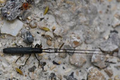 Calamobius filum