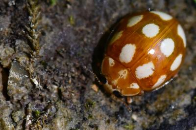 <i>Calvia decemguttata</i>