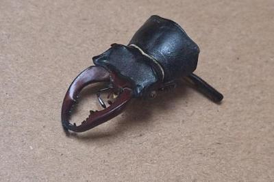 <i>Lucanus cervus</i>