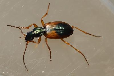 Anchomenus dorsalis