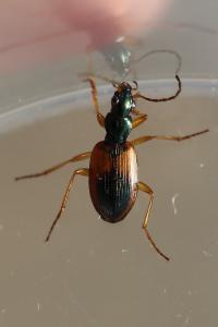 <i>Anchomenus dorsalis</i>