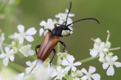 <i>Pseudovadonia livida</i>
