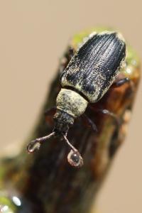 <i>Phyllobius pyri</i>